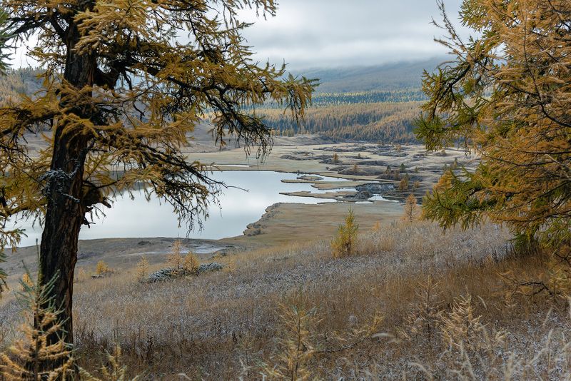 алтай, республика алтай, джангысколь, озеро, урочище ештыкель, облачность, снег, лиственницы, осень Джангысколь, в поисках сюжета фото превью