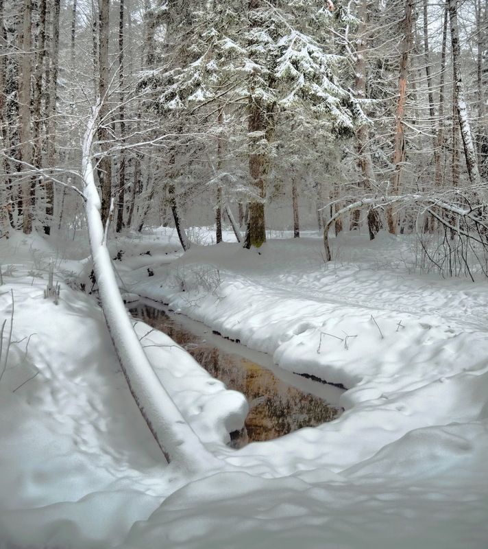 В зимнем лесу  фото превью