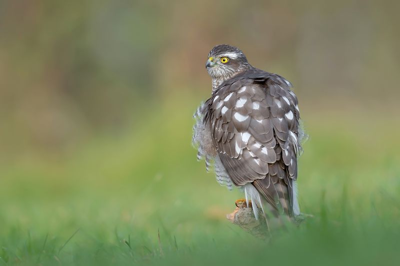 Spojrzenie фото превью