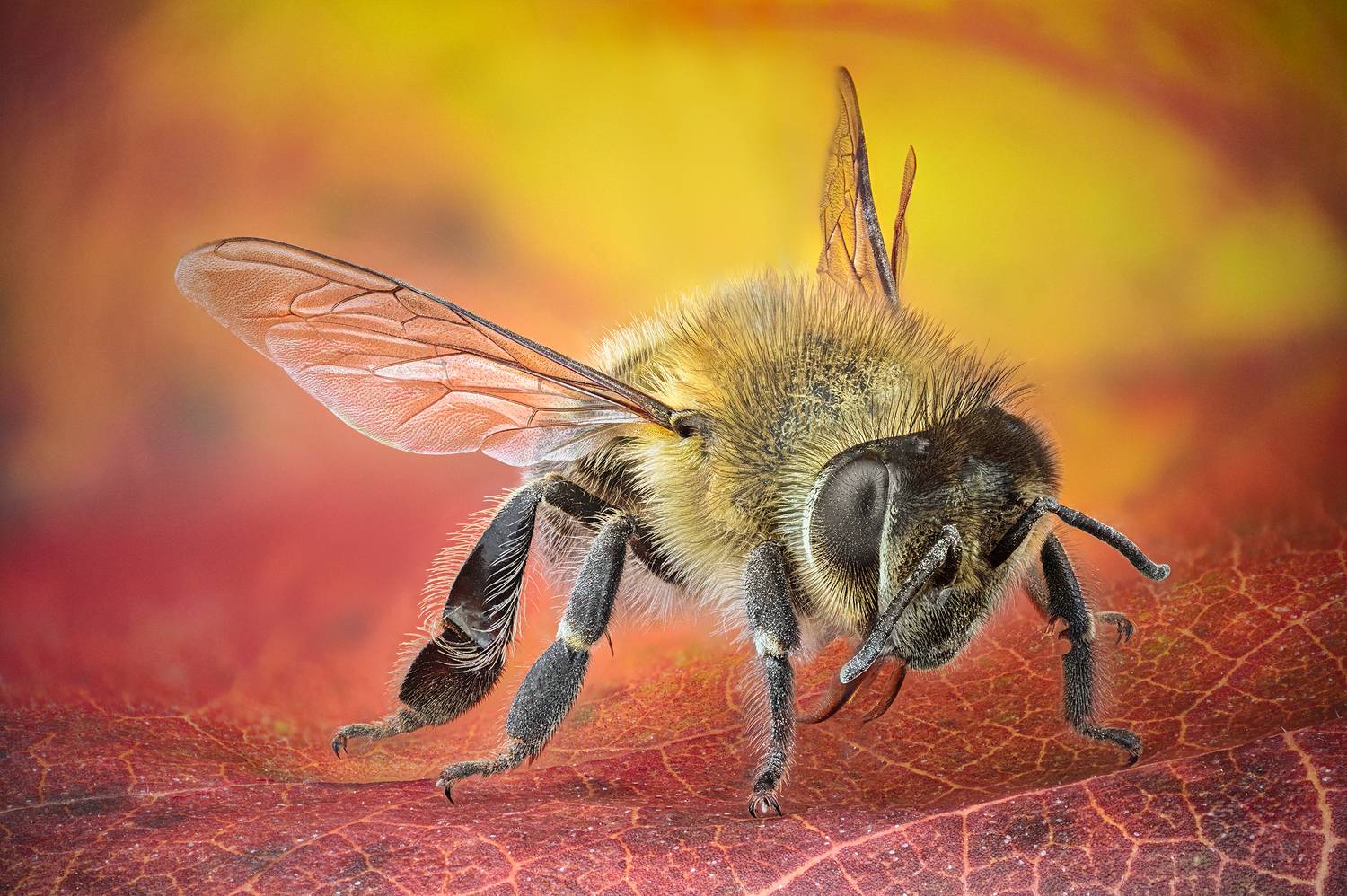 ceclii,macro,nikonz6ii, Tsvetan Ganev