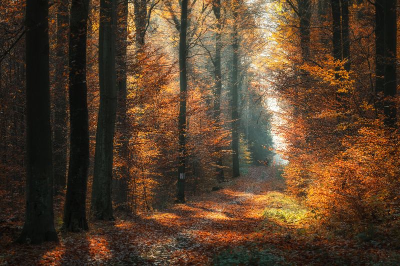 Beech alley. фото превью