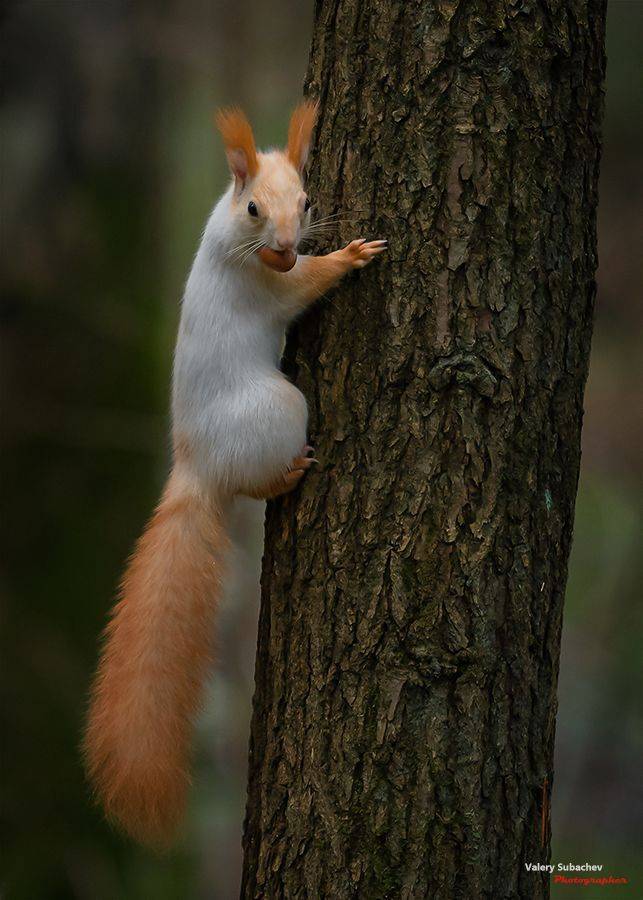 , Валерий Субачев