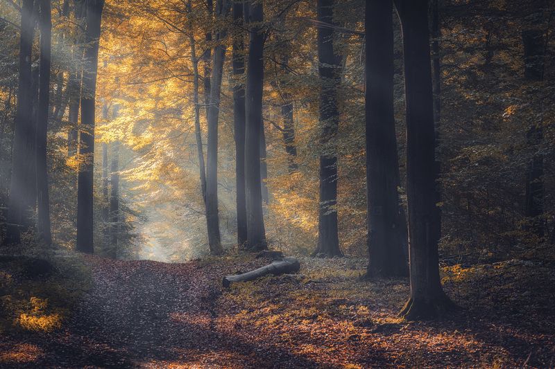 Autumn mood фото превью