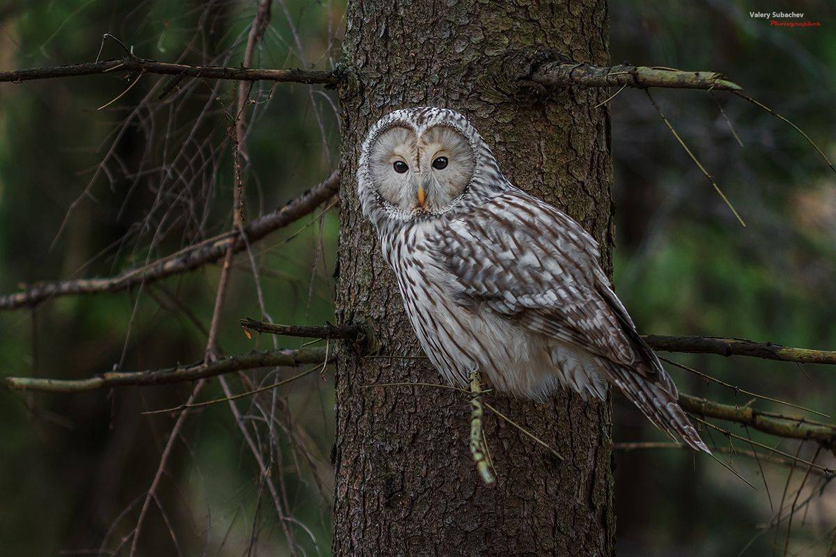 , Валерий Субачев