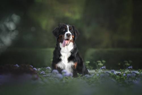 Бернский зенненхунд