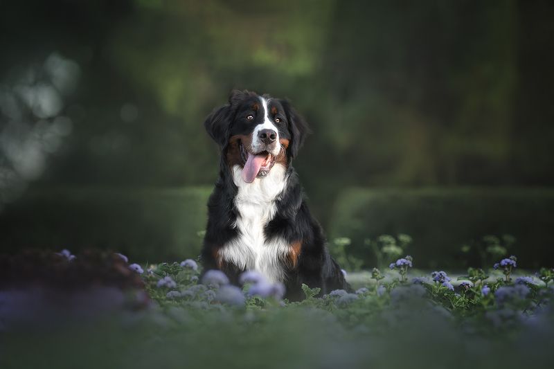 собака, dogs Бернский зенненхунд фото превью