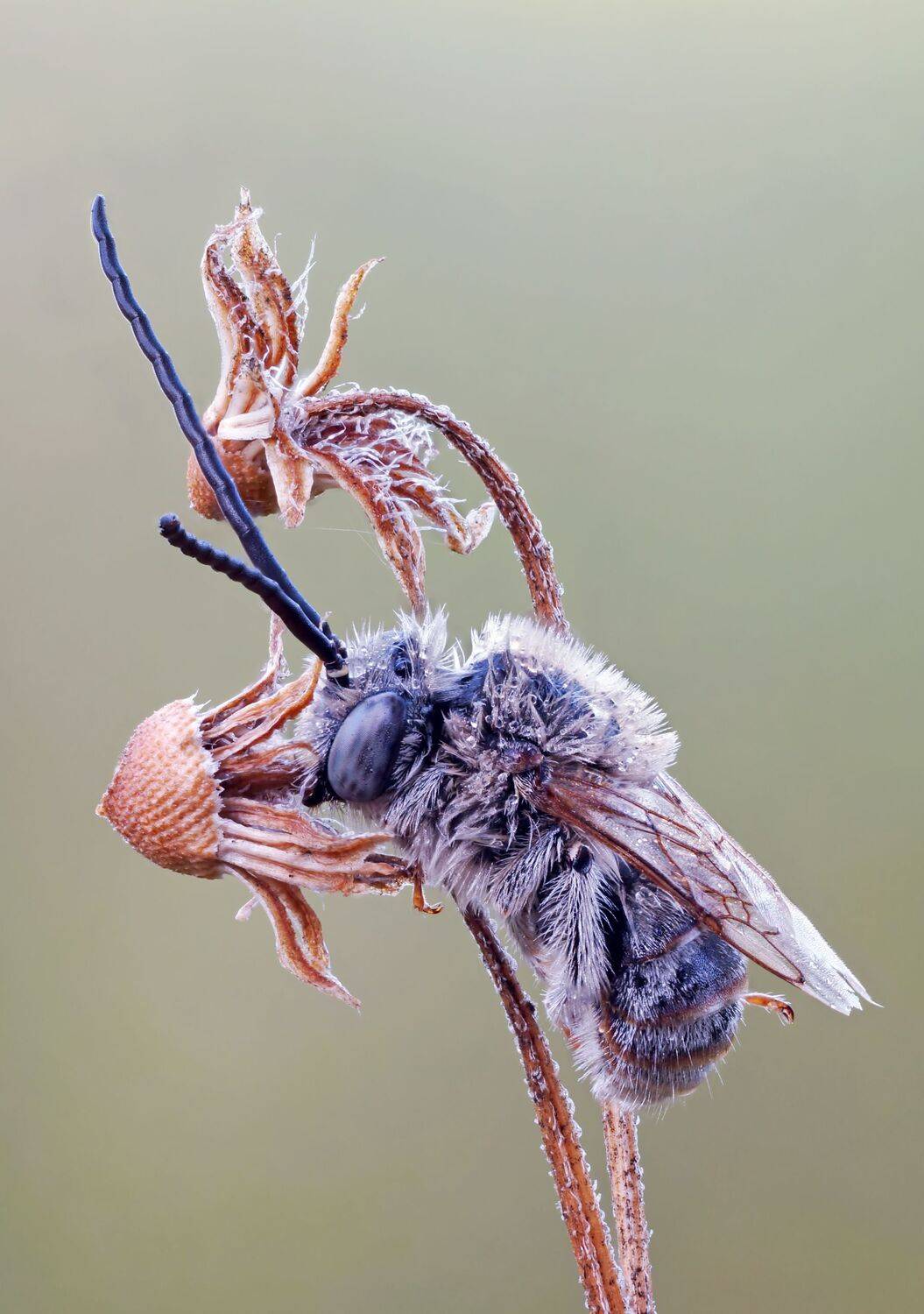 Спящая пчела, Чепленко Алексей
