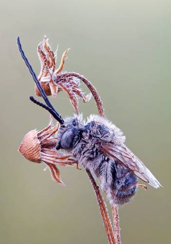 Спящая пчела