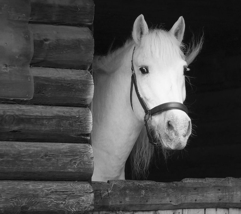 лошадь, эмоции, портрет, horse, beautiful, emotional Horse emotional фото превью