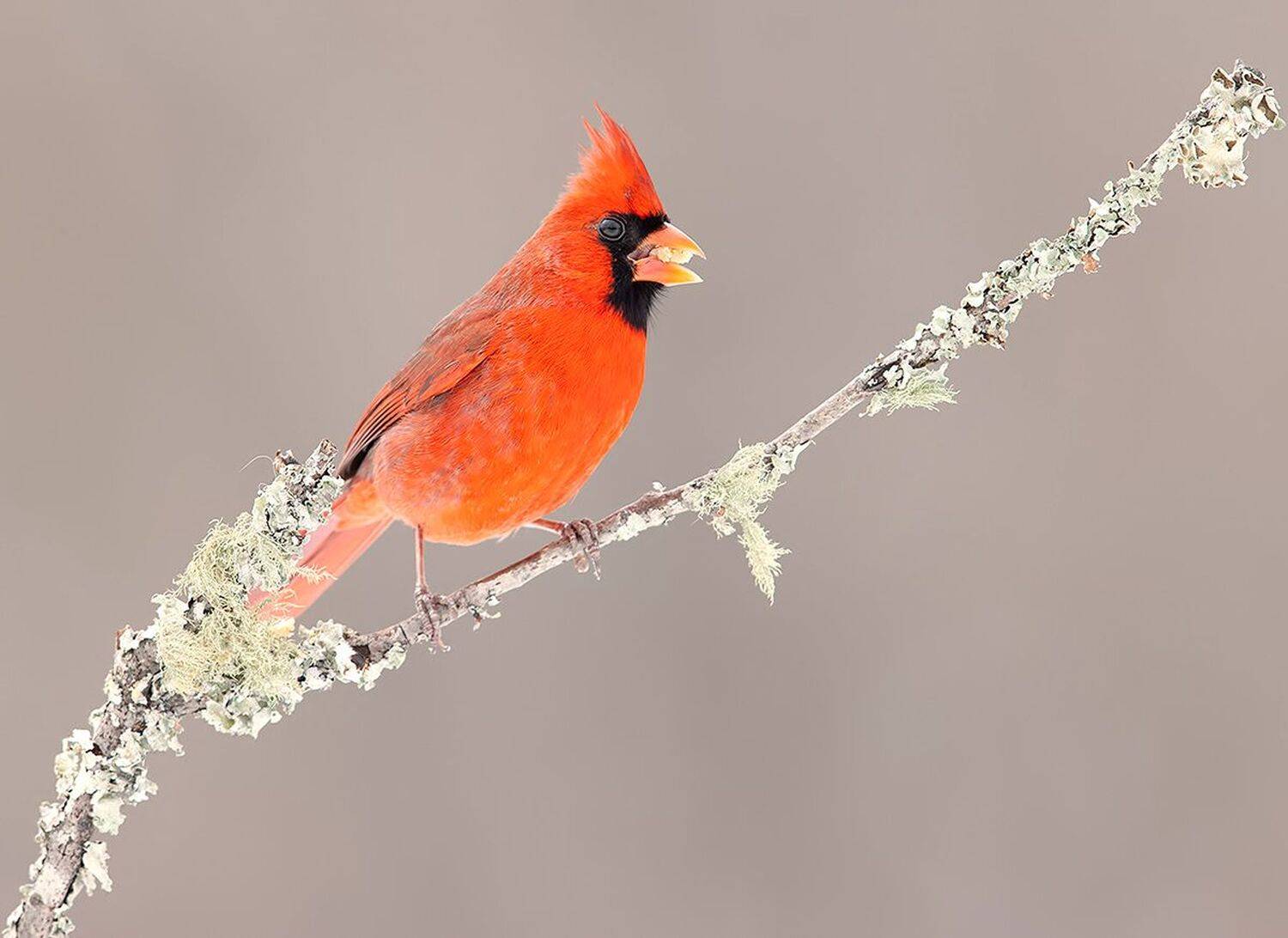 красный кардинал, northern cardinal, cardinal,кардинал, зима, Elizabeth Etkind