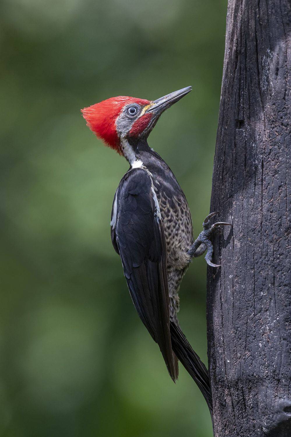 , Fernando Burgalin Sequeira