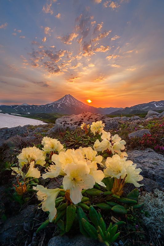 Камчатка, вулкан, цветы, рассвет, природа, путешествие, фототур, пейзаж, Цветы и Вулканы фото превью