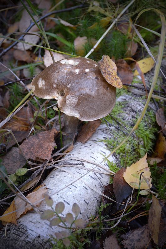 Роняет осень листья и слезинки фото превью