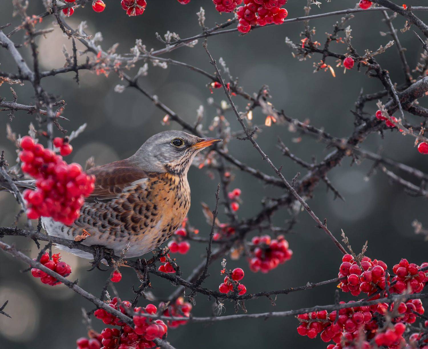 птица, дрозд рябинник, красная облепиха, февраль, зима,, Марина Мочалова