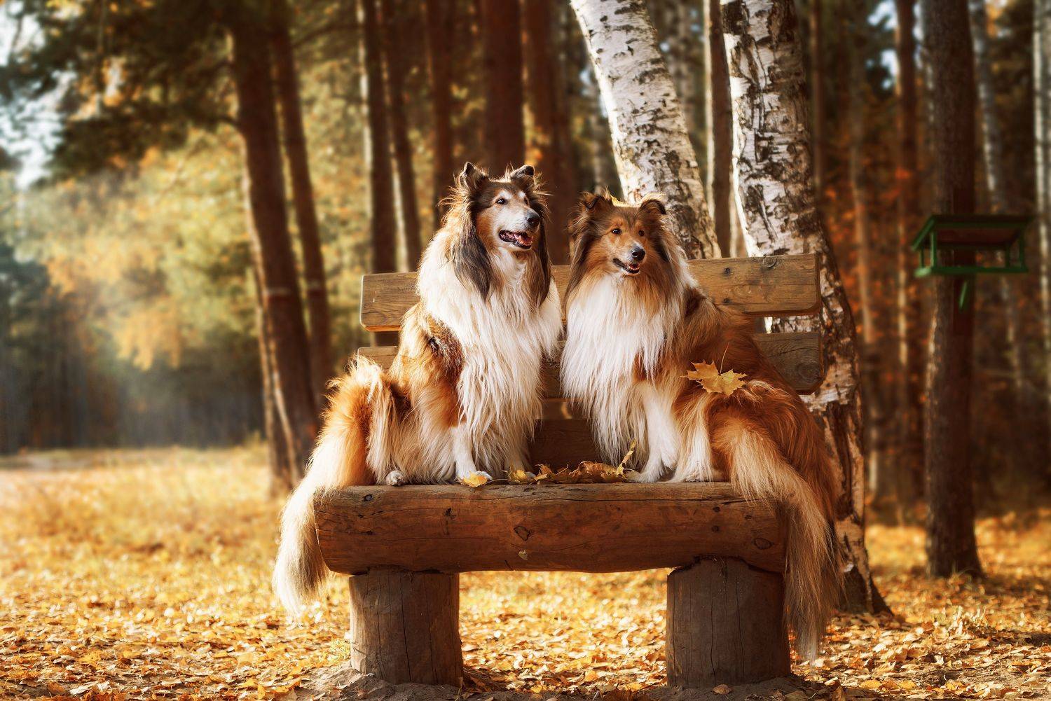 собаки, колли, лес, осень, Елена Соколова