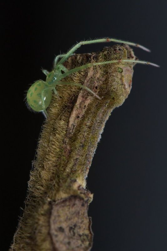 denis moura, mogi das cruzes, brasil Aranha фото превью