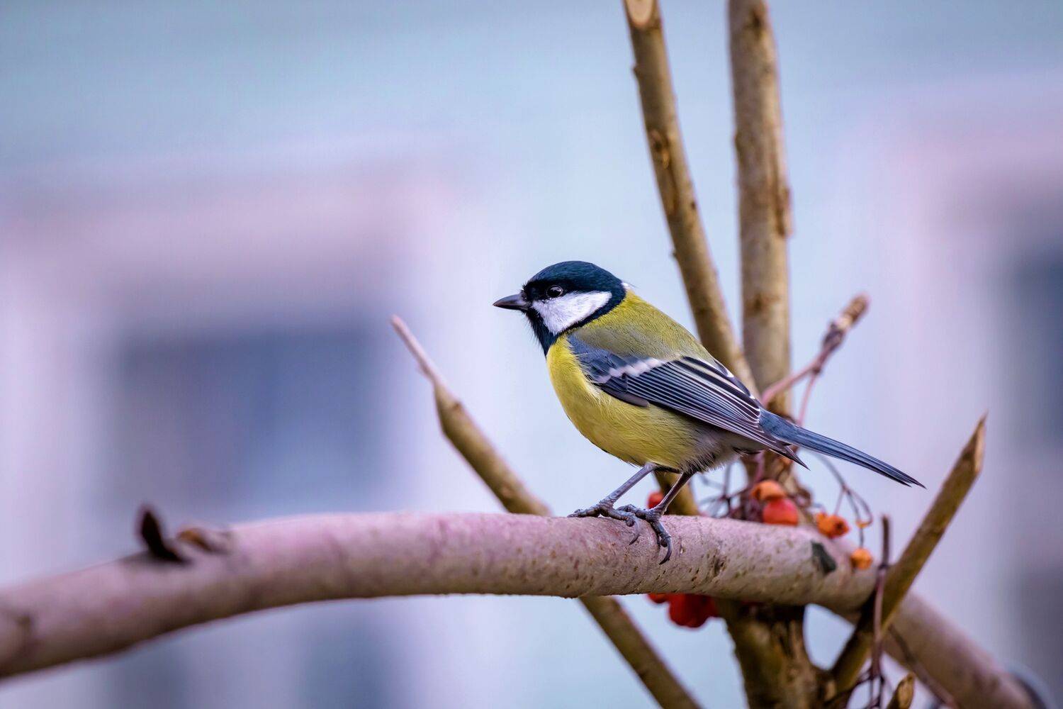Осень, птицы, синица, дерево, фотоохота, Александр Титов
