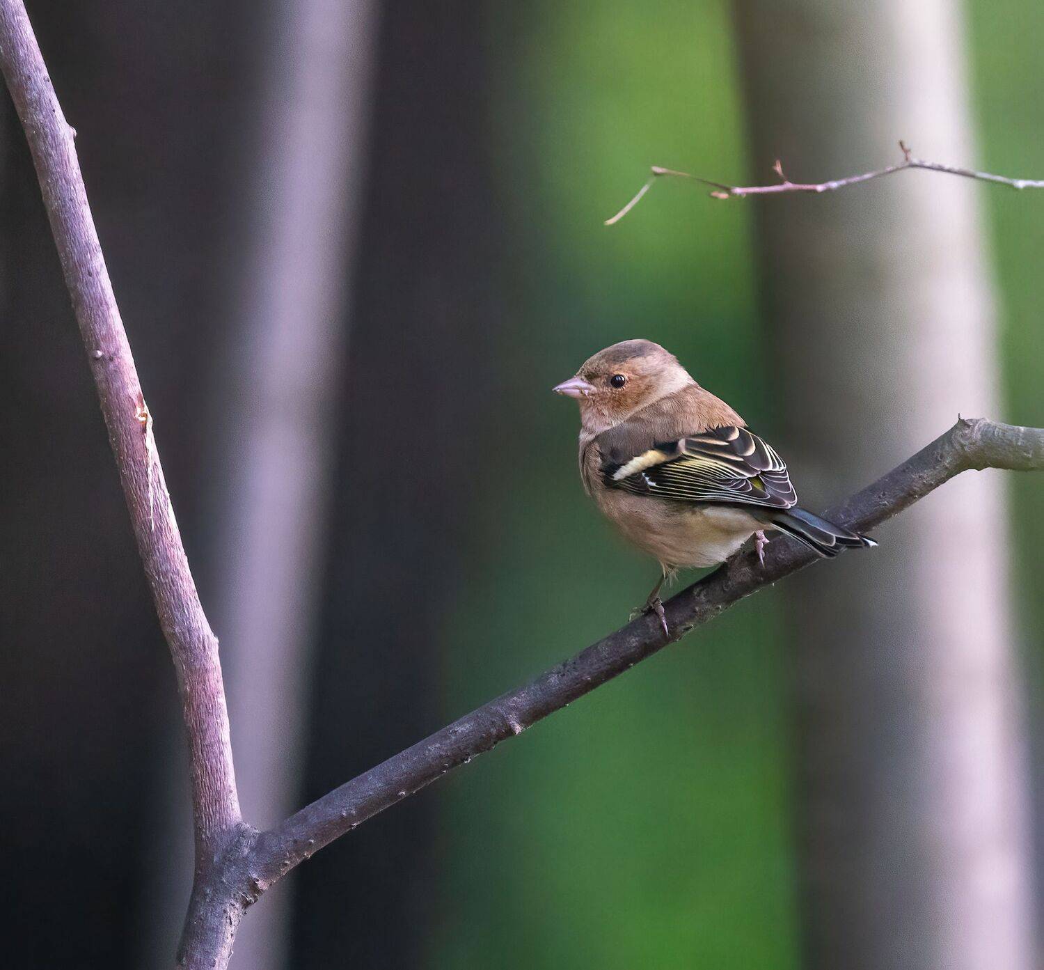 , Константин Дэм