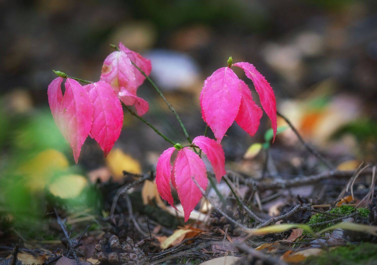 , Константин Дэм