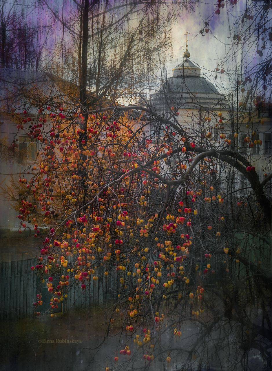 кострома, Елена Рубинская