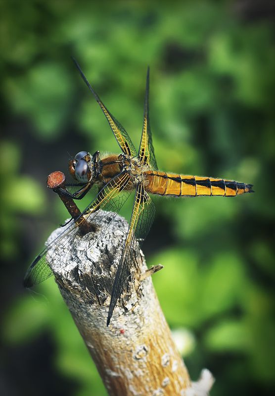 стрекоза Гвоздодер фото превью