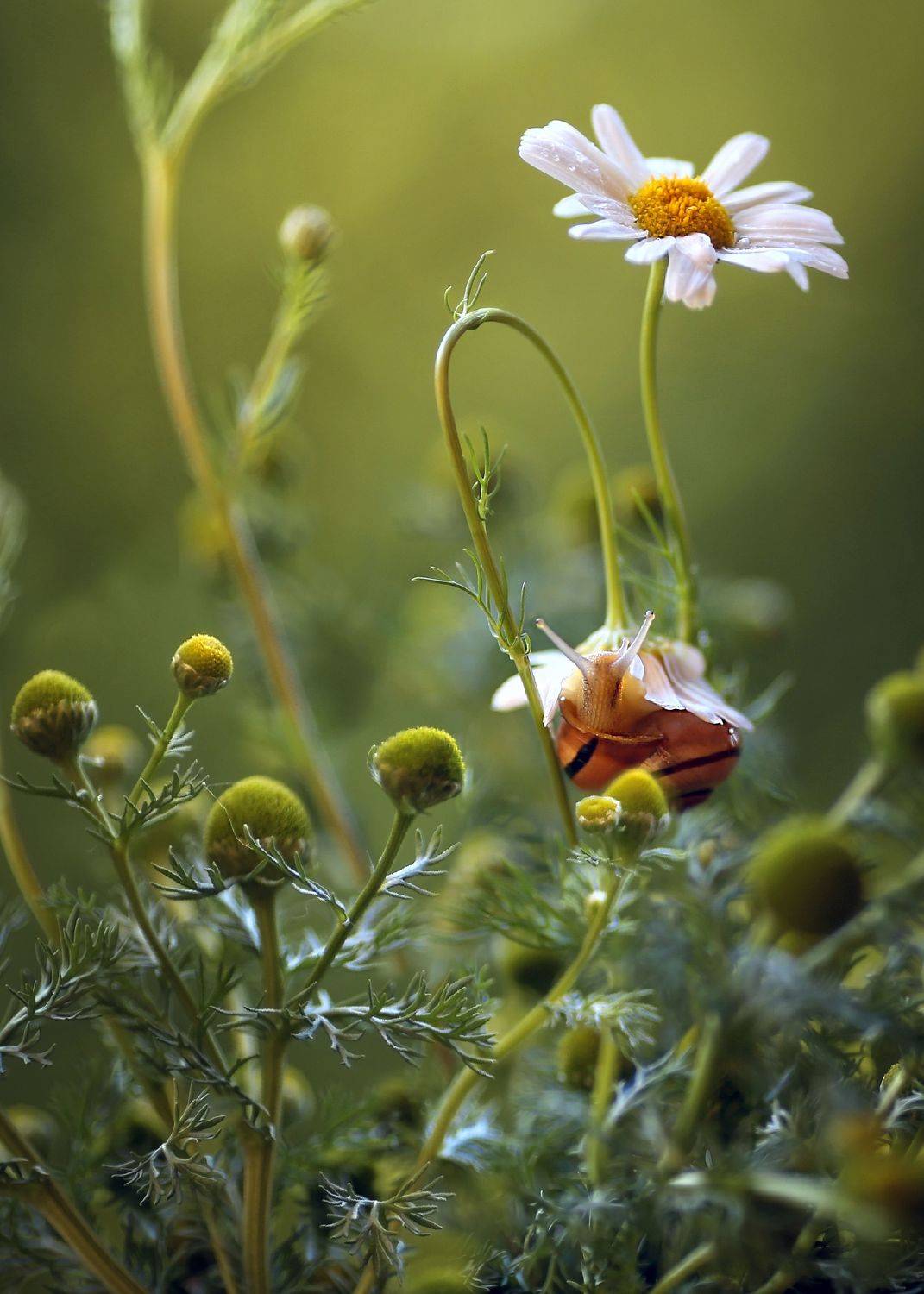 утро,лето, ромашки, сказки леса, ,ирина горюкина,беларусь, Ирина Горюкина