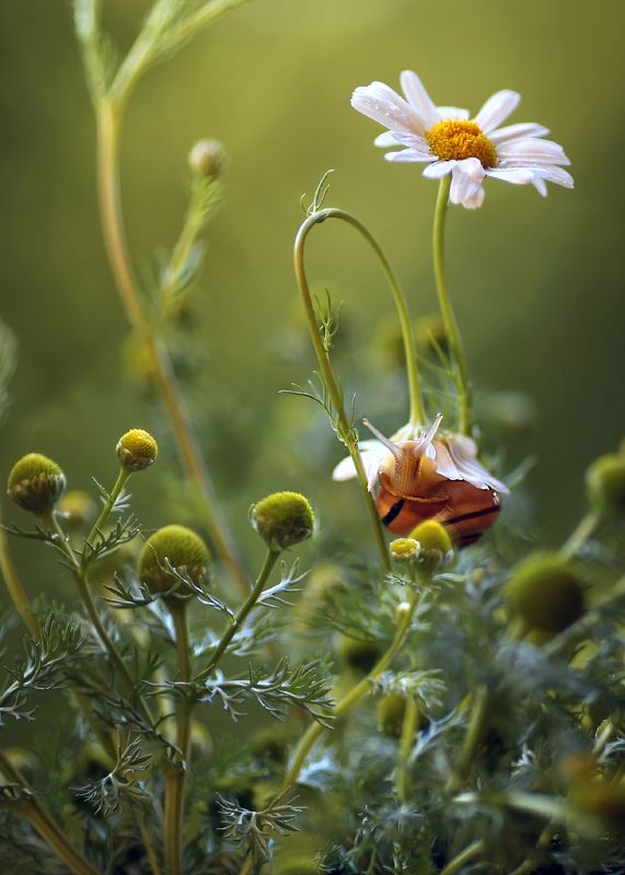 утро,лето, ромашки, сказки леса, ,ирина горюкина,беларусь Ты уже проснулась?)) фото превью