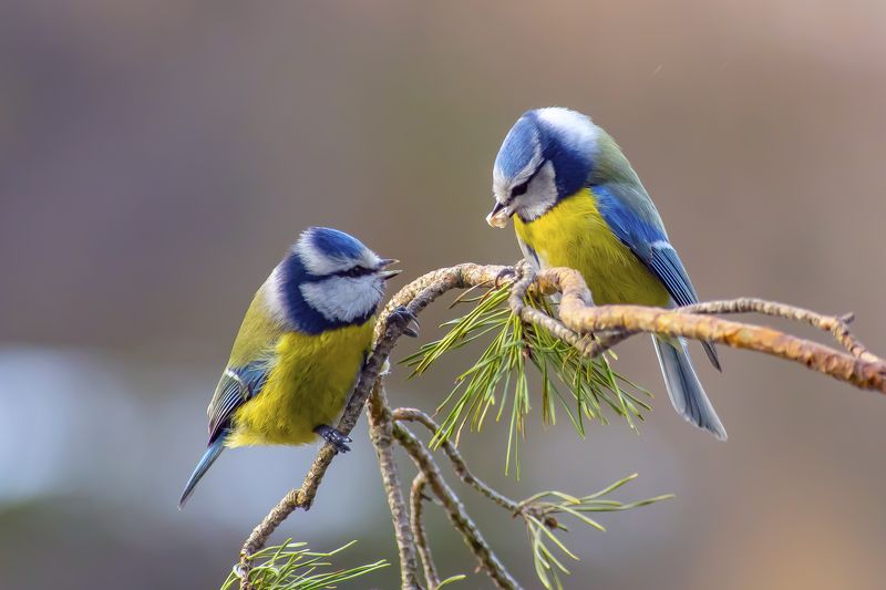 Blue Tit фото превью