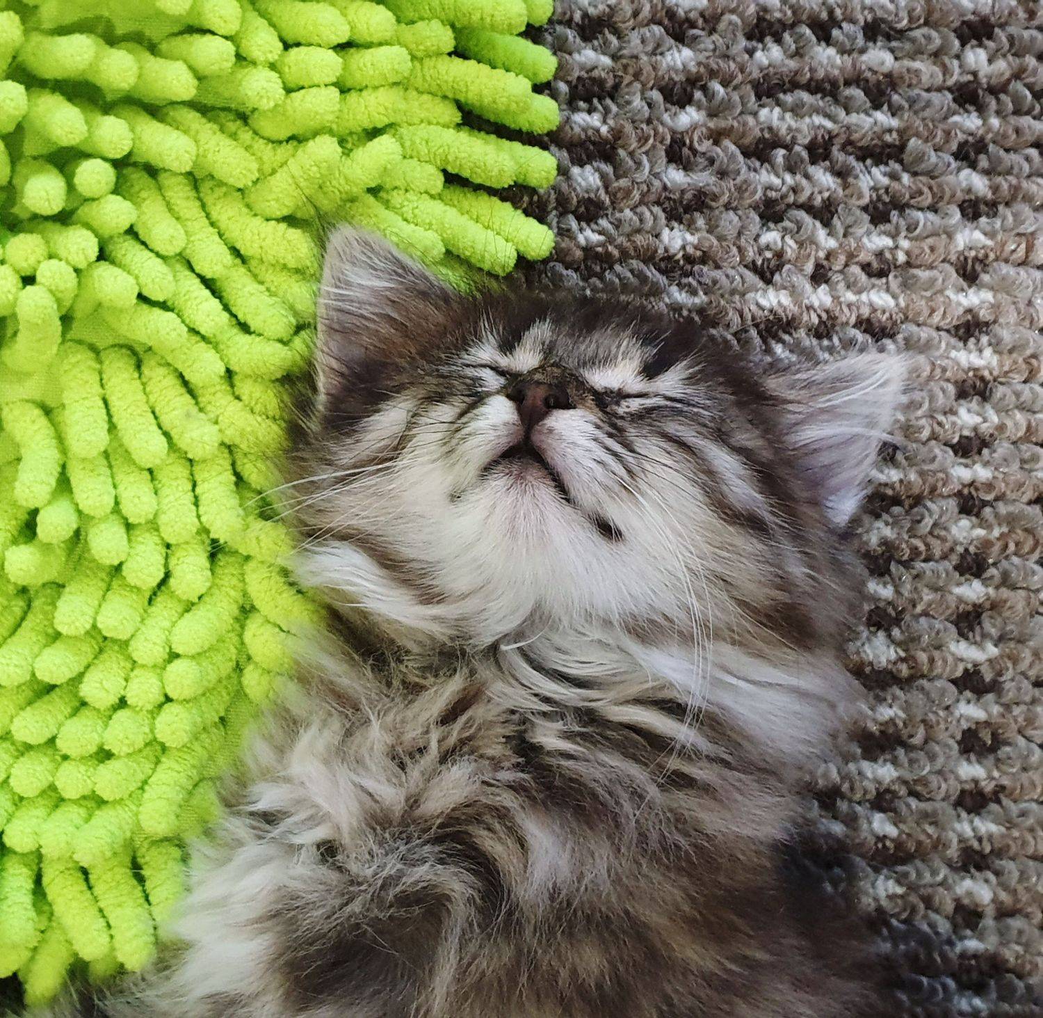 кошки, мордочки, котята,  домаш&ие питомцы, Куликова Ирина