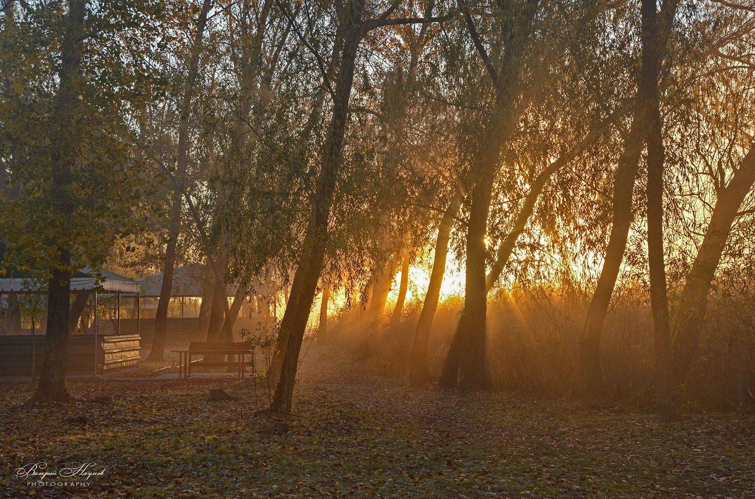 утро, рассвет, солнечный свет, тропа, ноябрь, камыш, Валерий Наумов