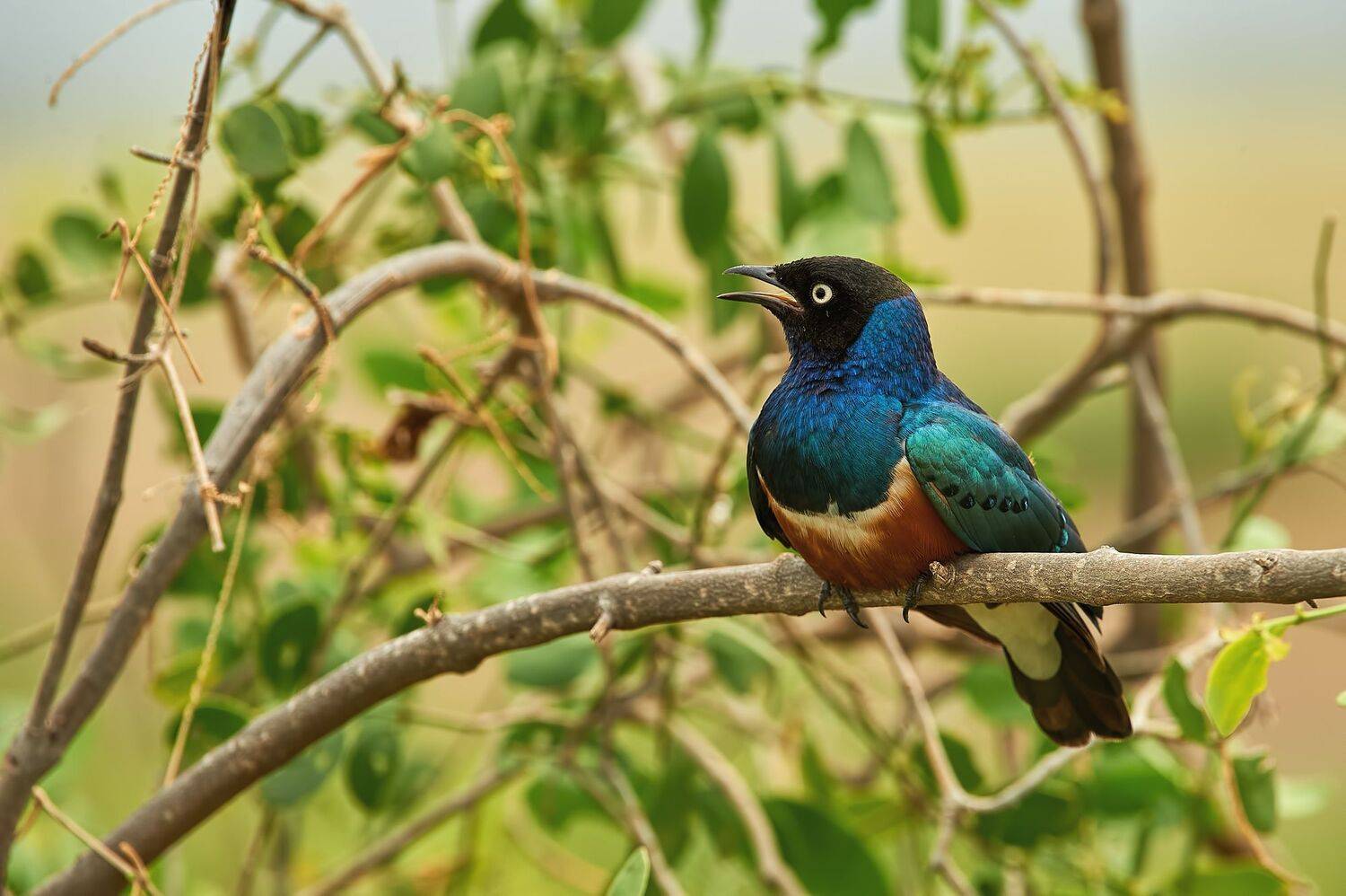 nature, wildlife, birds, Калин Ботев