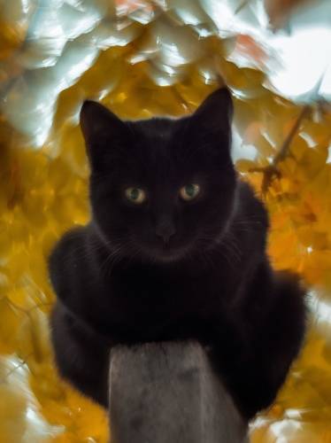 Октябрьский кот.