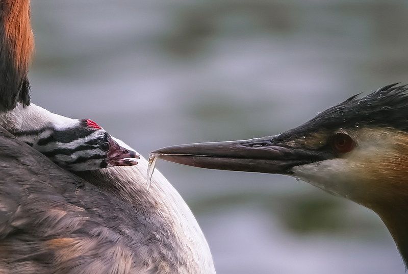 Чомги. Кормление малыша. фото превью