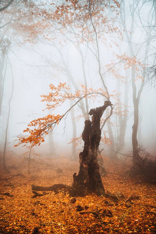 крым *** фото превью