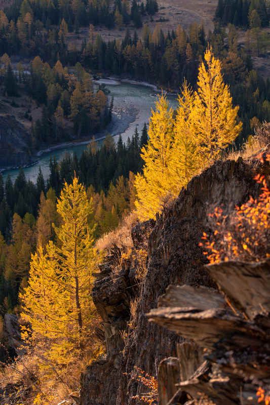 Золотой Алтай фото превью