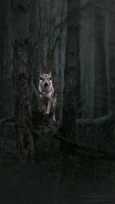 - Добрый вечер! фото превью
