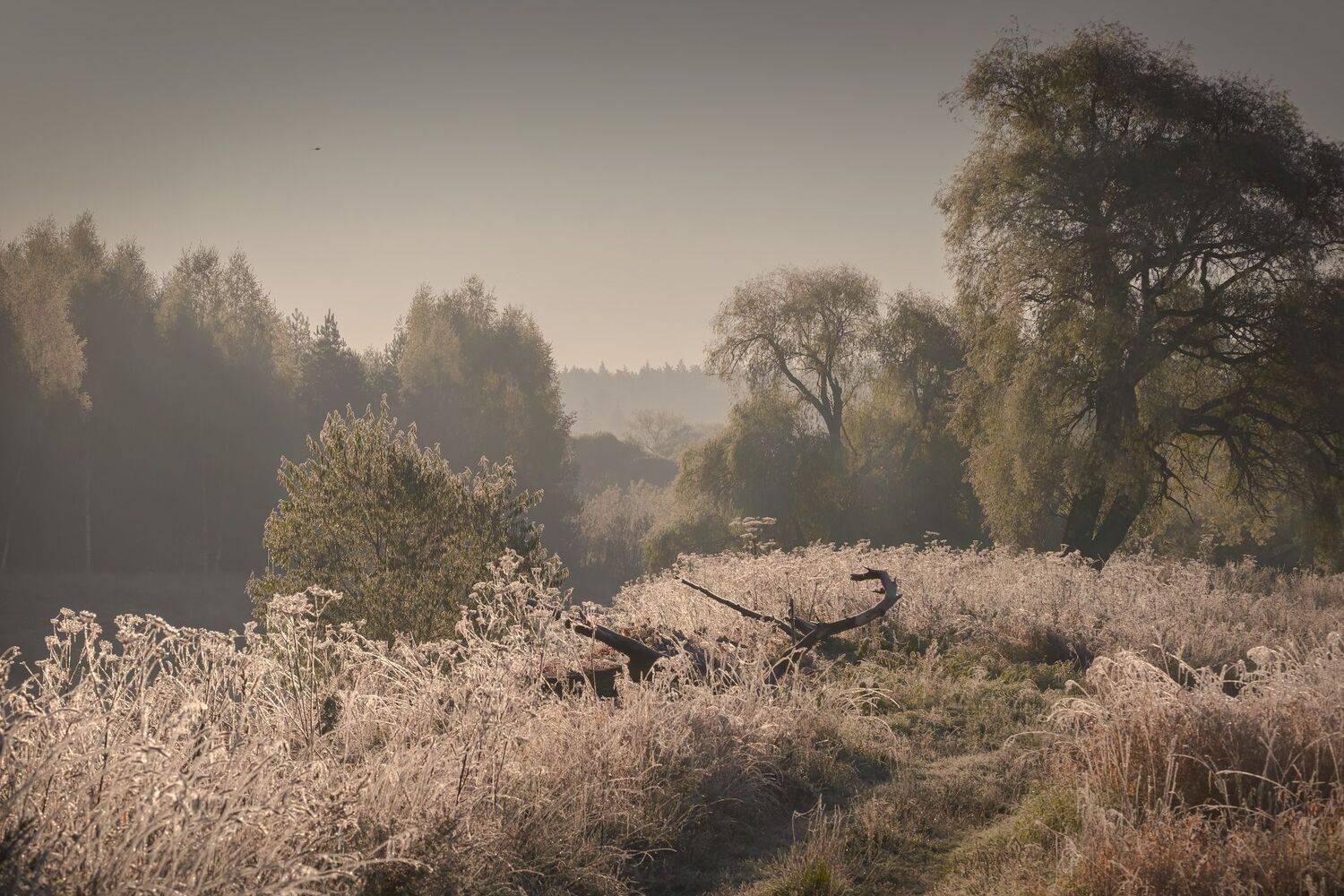 утро, иней, холод, поле, дорога, рассвет, деревья, октябрь, осень, пейзаж, природа, Андрей Чиж