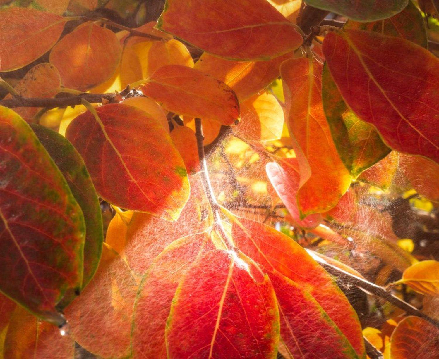 хурма, Андрей Гусаченко