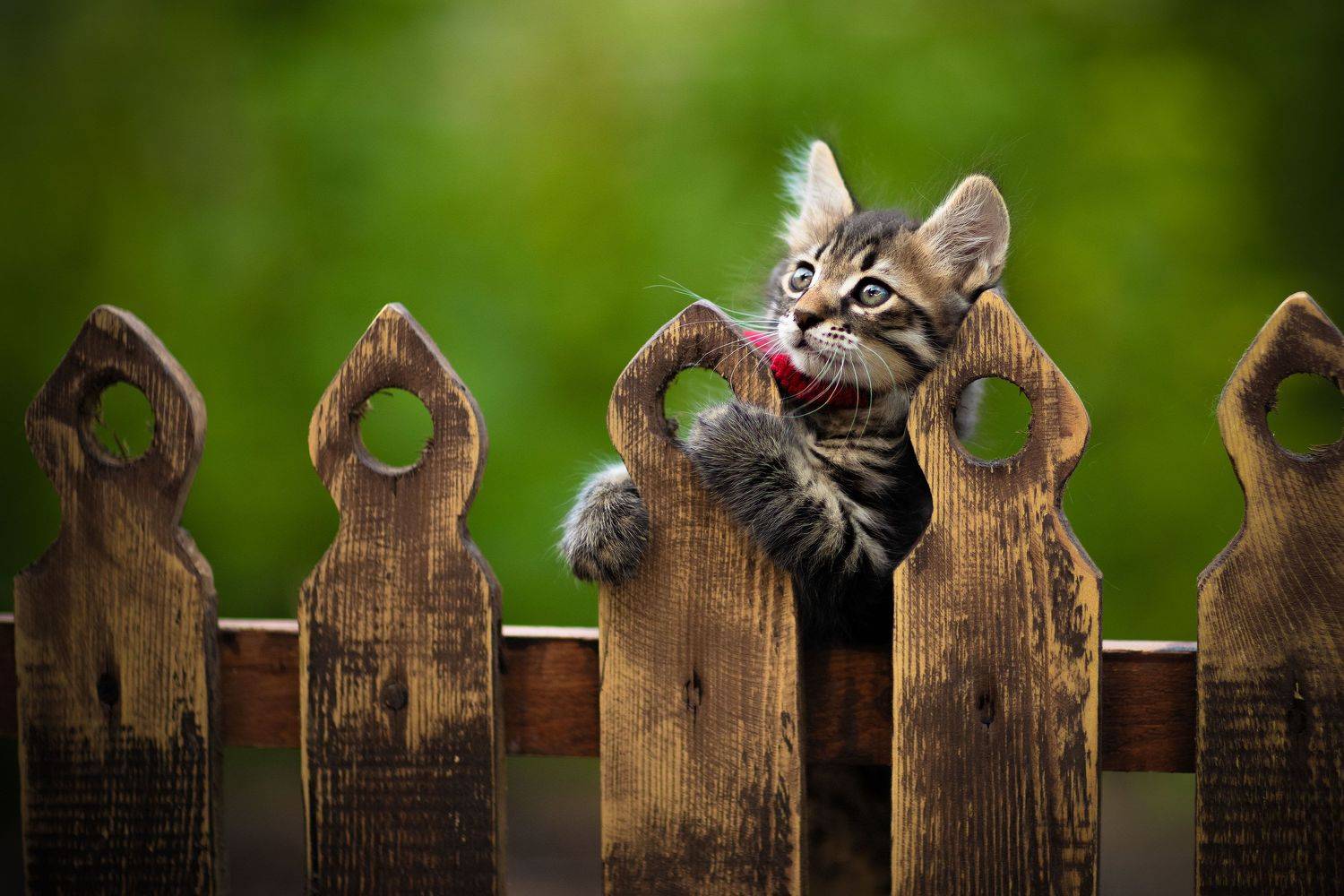 , Коротун Юрий