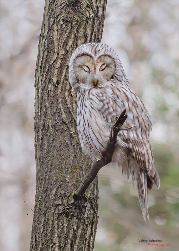 , Валерий Субачев