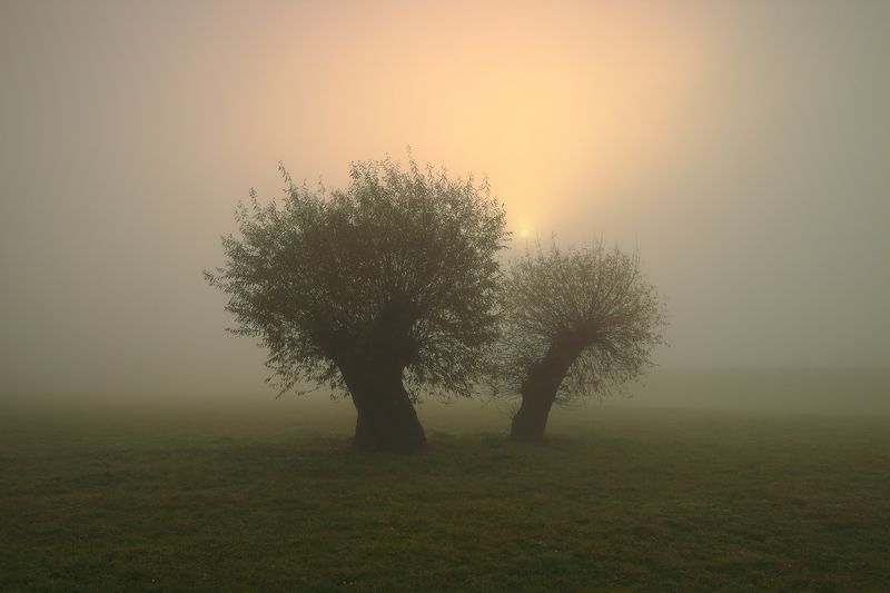 autumn, morning, sunrise, sun, tree, willow, mist, fog, light, meadow, \\*/ фото превью