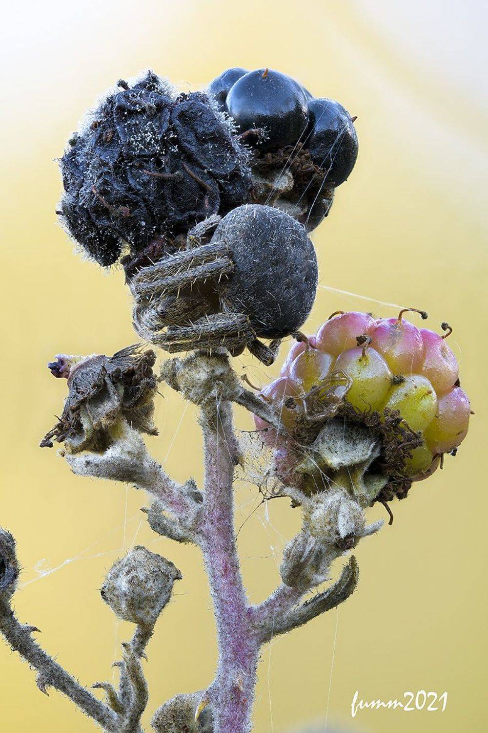 , Игорь ФУММ