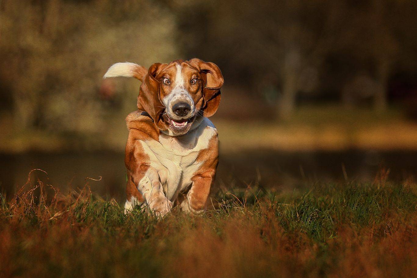 , Андрей Ершов