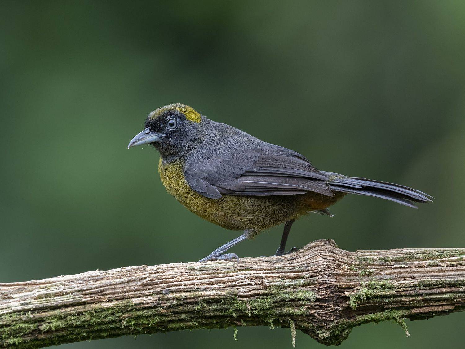 , Fernando Burgalin Sequeira