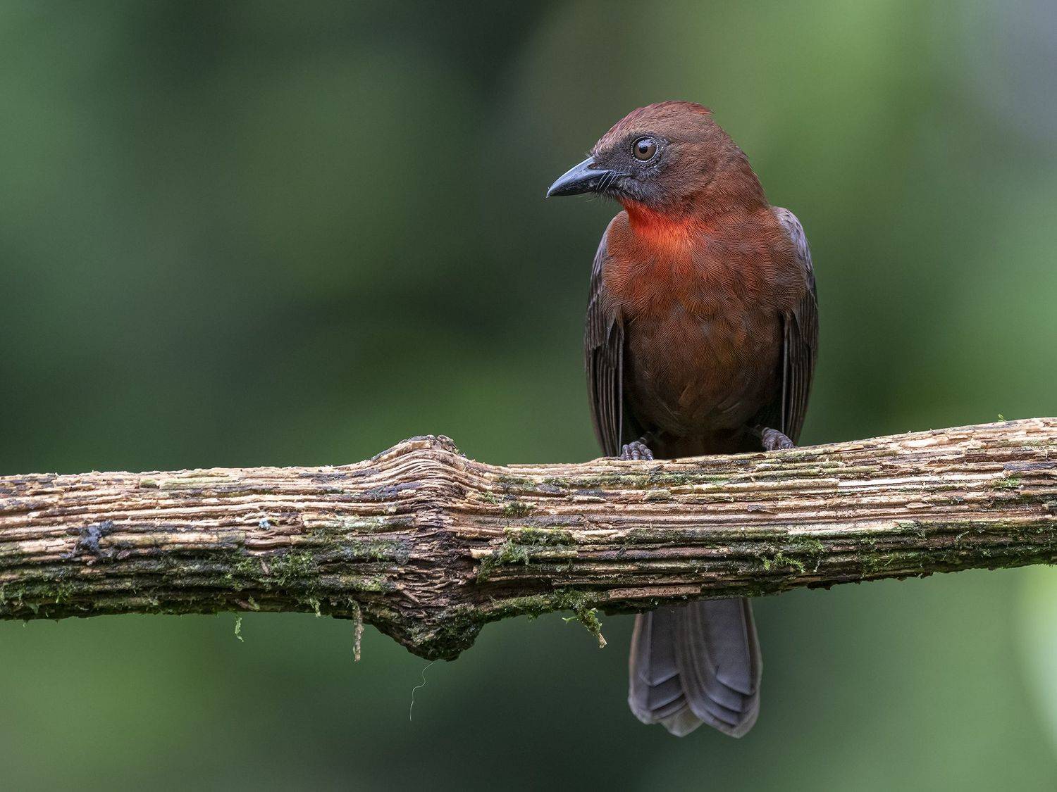 , Fernando Burgalin Sequeira