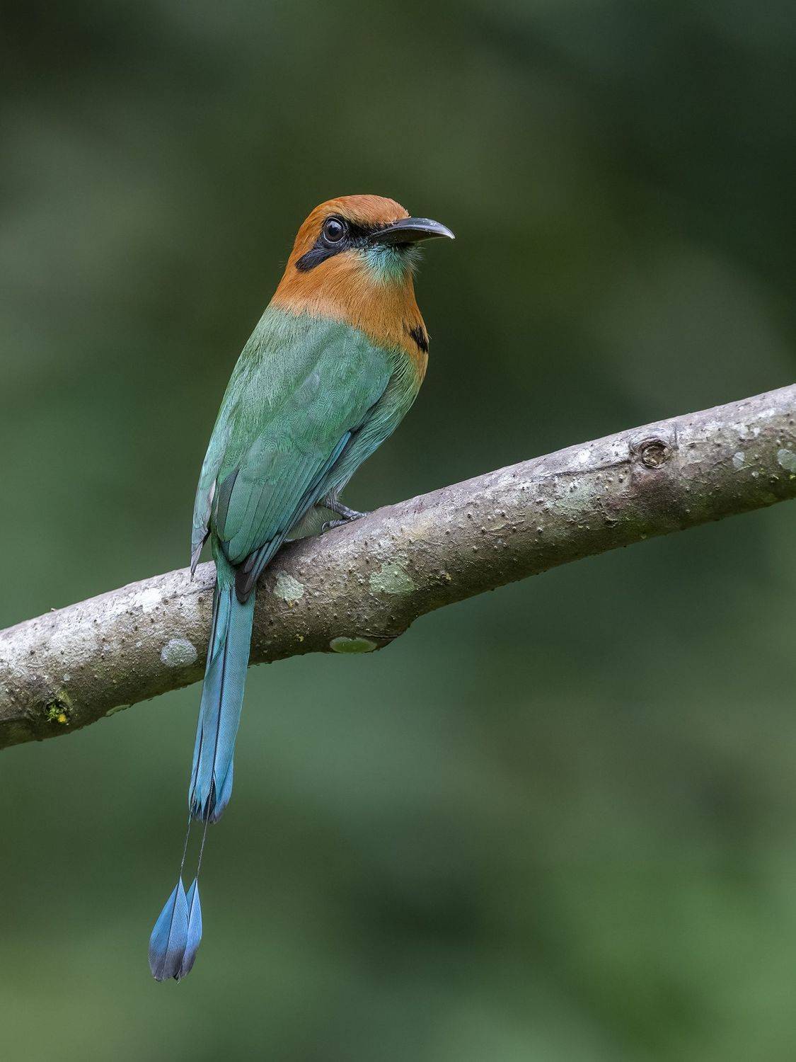 , Fernando Burgalin Sequeira