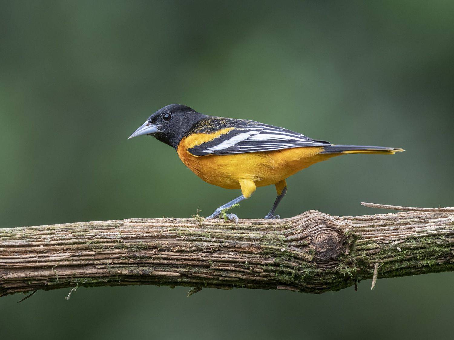 , Fernando Burgalin Sequeira