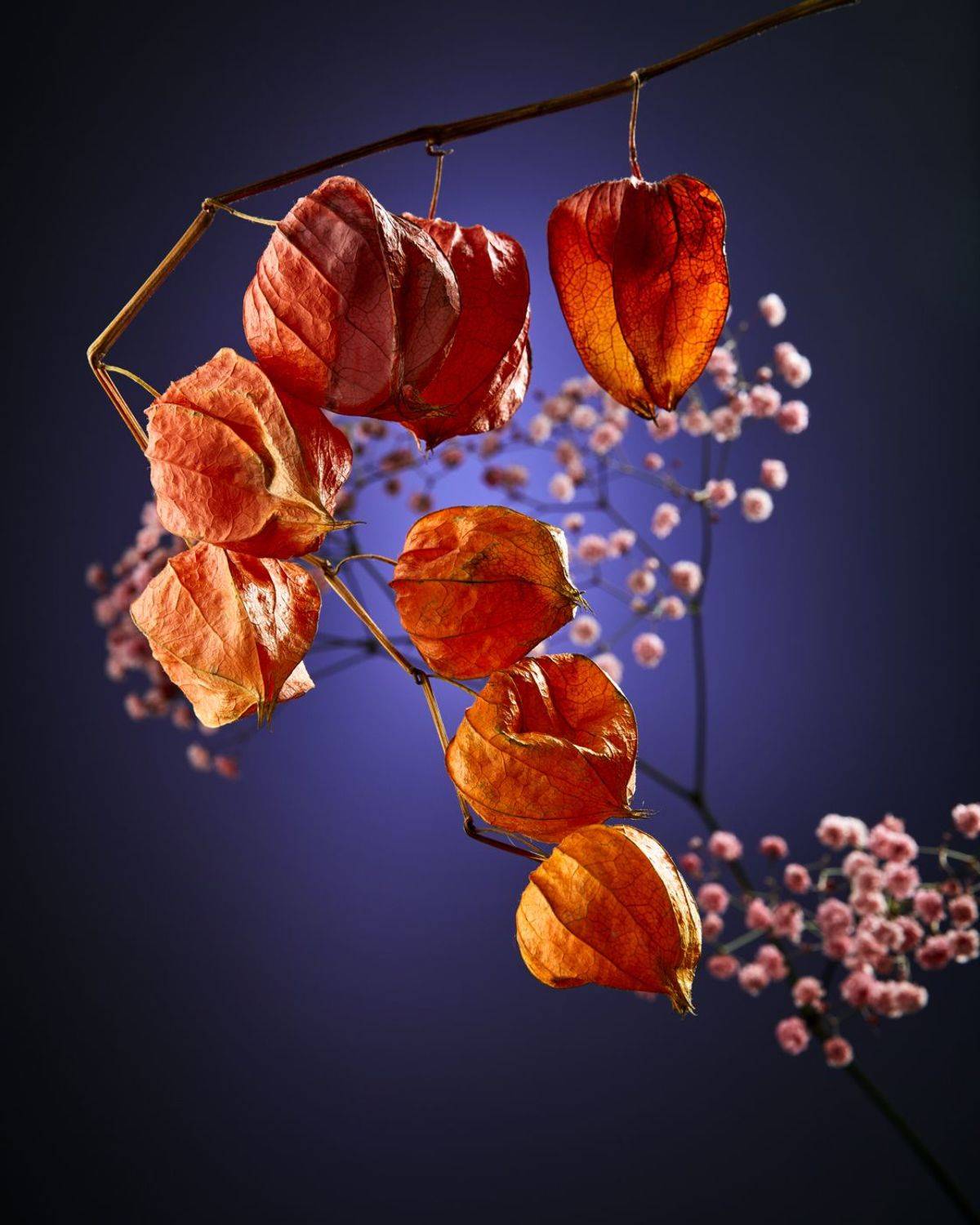 , Дмитрий Герц