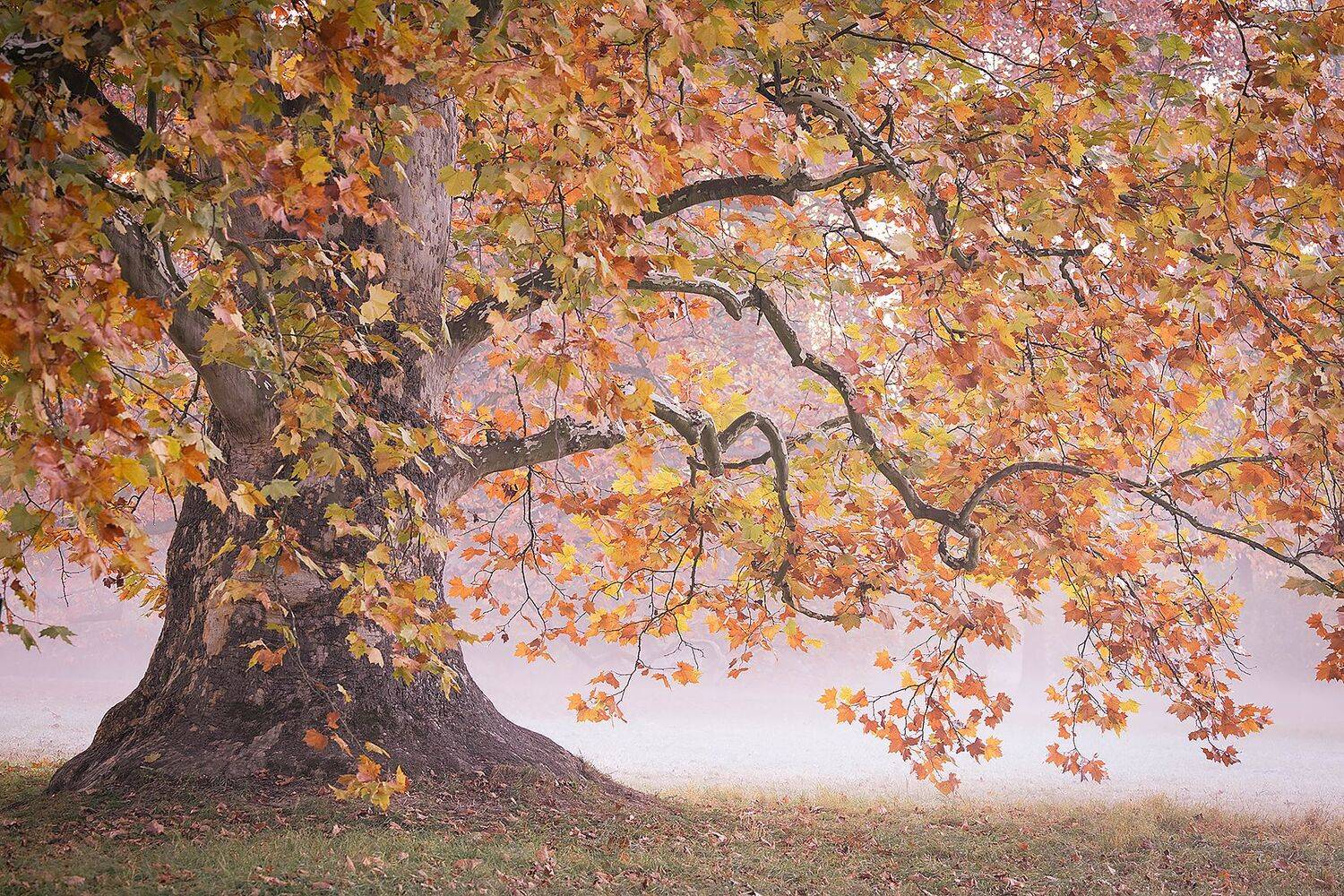 , Robert Adamec