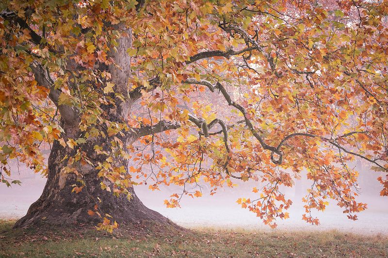 Autumn фото превью